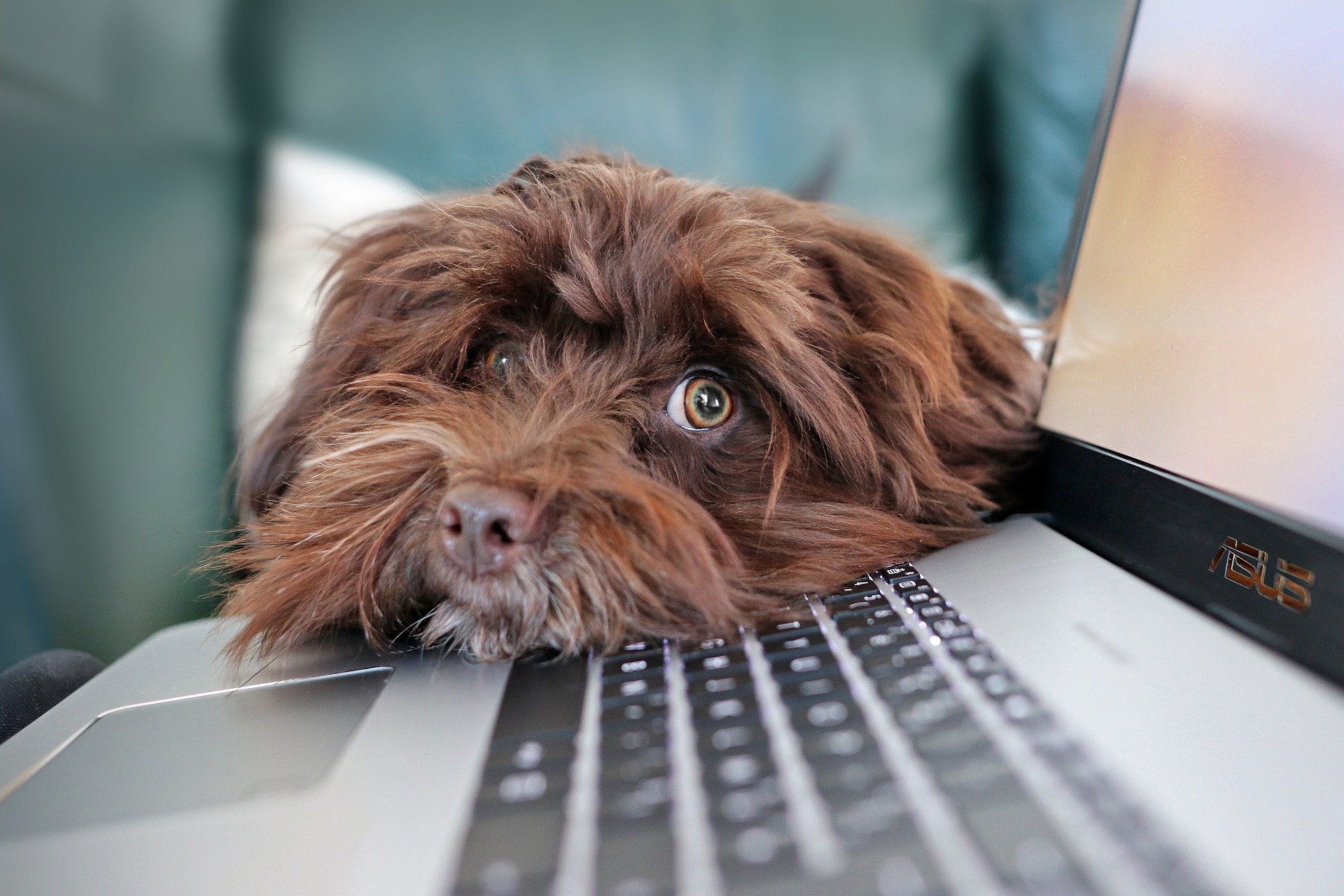 Koira tietokoneen vieressä.